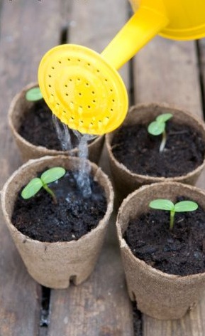 Greenhousing
