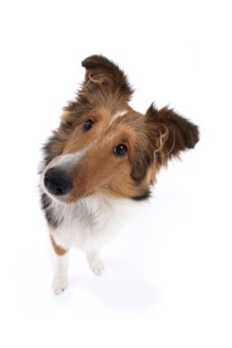 FacilitatorDog