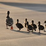 Leading for Creativity